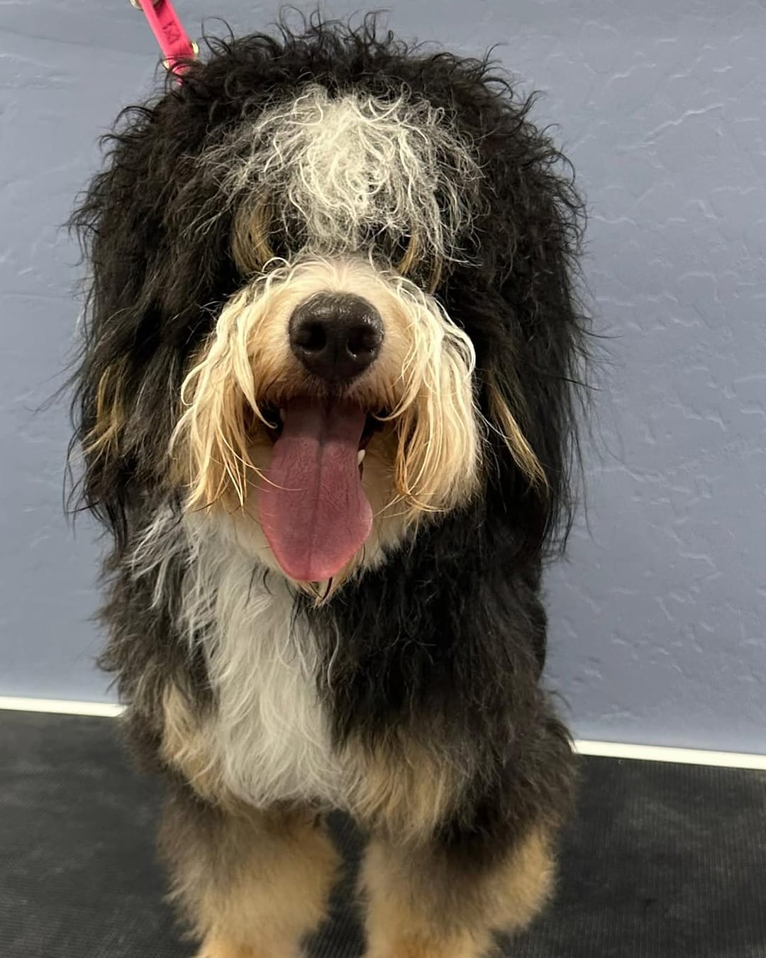 A shaggy, overgrown tricolor Bernedoodle before its grooming appointment.