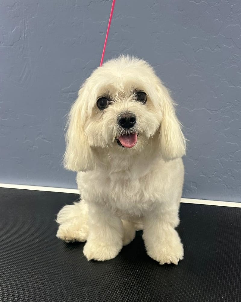 A fluffy white Maltese-type dog before its grooming appointment.