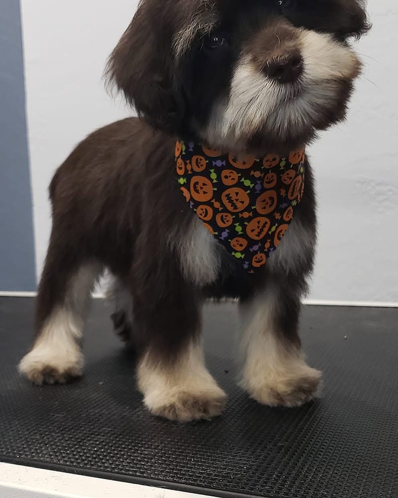 The same puppy after its groom, looking dapper in a bandana.