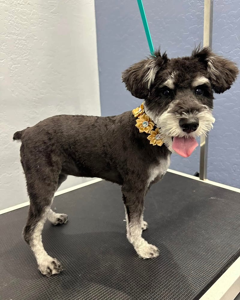 The same schnauzer after grooming, finished with little flowers.