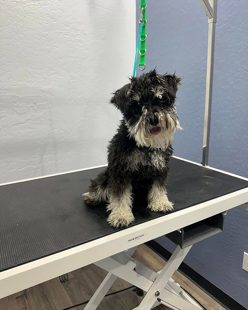 A grey schnauzer-mix before its grooming appointment.